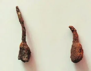 小钉子与大革命3