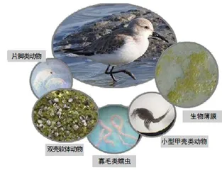 吃泥浆的西滨鹬4