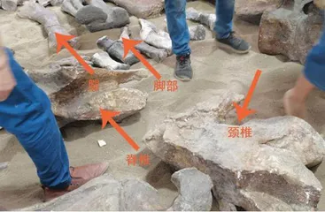 合川马门溪龙:我搬家了2
