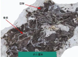 合川马门溪龙:我搬家了5