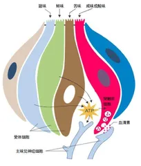 为什么很多人会迷恋酸味?3