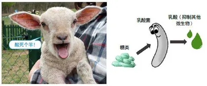 为什么很多人会迷恋酸味?6