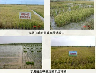 盐碱地上的奇迹:“海水稻”6