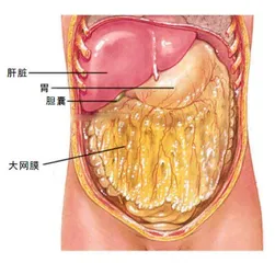 被误解的脂肪1