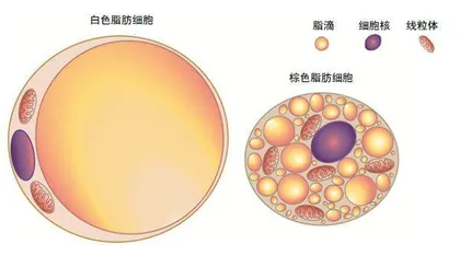 被误解的脂肪2
