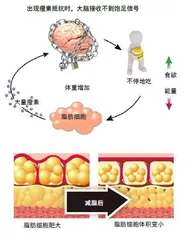 被误解的脂肪4