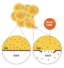 被误解的脂肪5