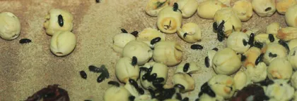 昆虫中的“龙”(上)3