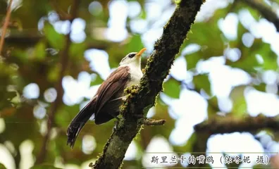 斯里兰卡的雨林里有什么鸟（下）