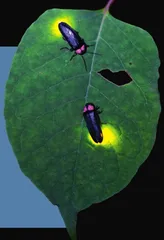 神奇的发光生物
