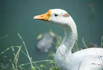 7000年前中国驯化鹅