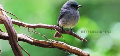 斯里兰卡的雨林里有什么鸟(下)3