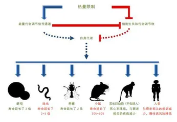 节食为什么能益寿1