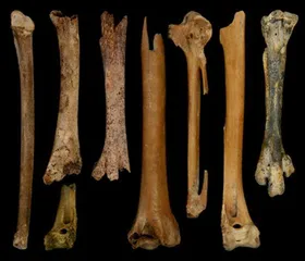 7000年前中国驯化鹅4