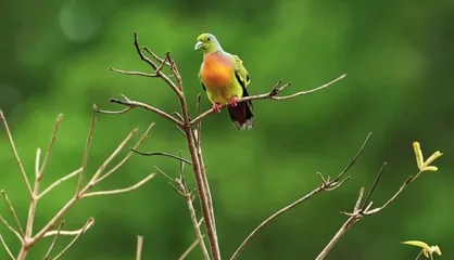 斯里兰卡的雨林里有什么鸟(下)8