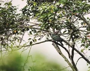 斯里兰卡的雨林里有什么鸟(上)4