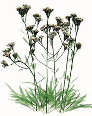蓍草:古人卜筮的专用神草0