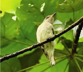 斯里兰卡的雨林里有什么鸟(上)6