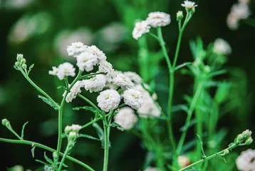 蓍草:古人卜筮的专用神草2