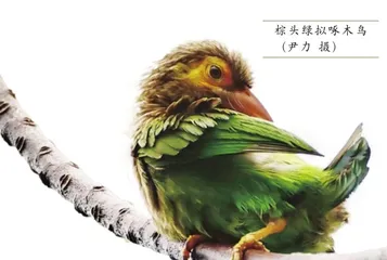 斯里兰卡的雨林里有什么鸟(上)8