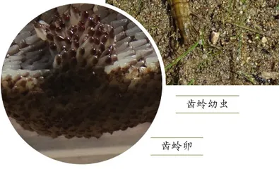 昆虫中的“蛇”（上）3