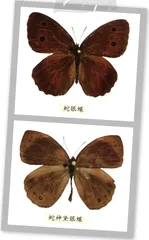 昆虫中的“蛇”（上）5