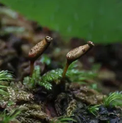 九寨沟的苔藓世界7