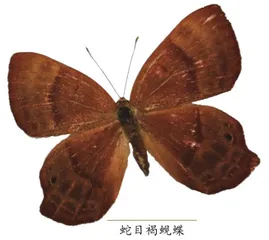 昆虫中的“蛇”（上）6
