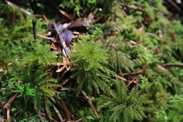 九寨沟的苔藓世界13