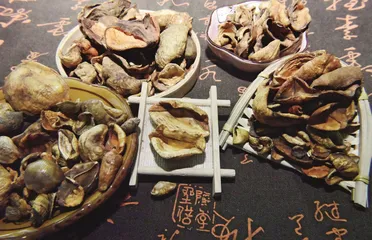 动物中的“龙”(下)2