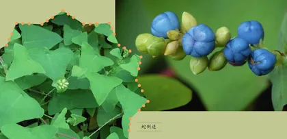 植物之中“蛇”出没(下))3