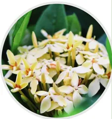 龙年观赏“龙”植物(下)1