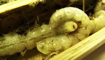 幼蜂啃食兄弟姐妹