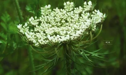 植物之中“蛇”出没（上）