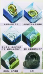 谁给化石“染”了色