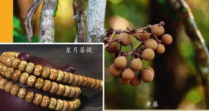 菩提树:象征觉悟与智慧的“圣树”3