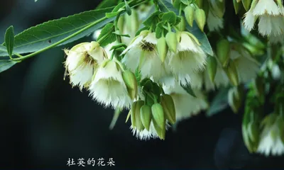菩提树:象征觉悟与智慧的“圣树”4