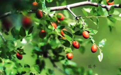 菩提树:象征觉悟与智慧的“圣树”5