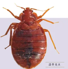 臭虫,你了解多少1