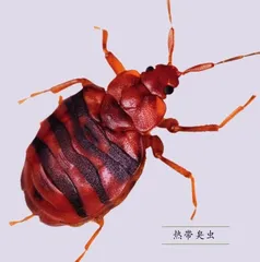 臭虫,你了解多少2