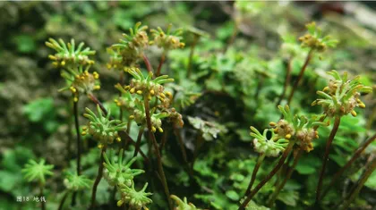 探秘不同寻常的“苔花”12