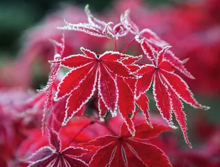 “霜叶红于二月花”的美景成因1