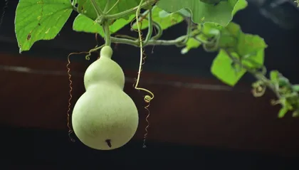 葫芦 瓜瓞绵延福禄昌