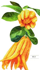 香橼:摘星供养,芬芳盈手1