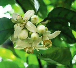 香橼:摘星供养,芬芳盈手2