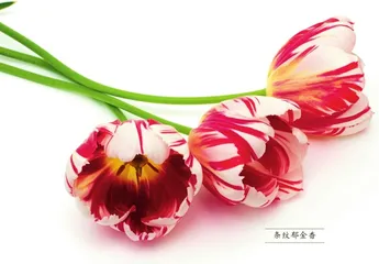 郁金香——美丽背后暗藏的危机1