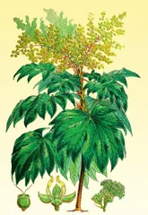 通脱木：依势作花赛荼蘼