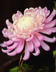 通脱木:依势作花赛荼蘼5