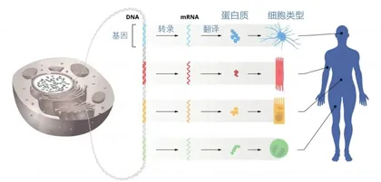 2024年诺贝尔生理学或医学奖:微RNA开创基因调控新纪元1