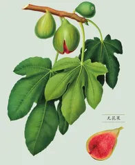 木瓜榕 究竟是木瓜,还是无花果2